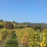 Landschaft ums reforum - Weinreben